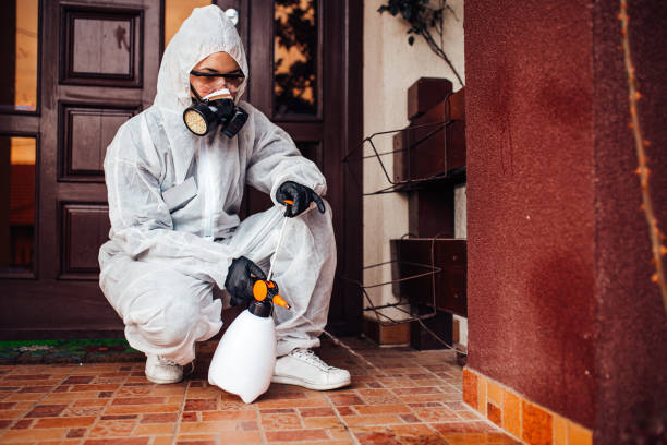 Attic and Crawl Space Rodent Treatment in Carpinteria