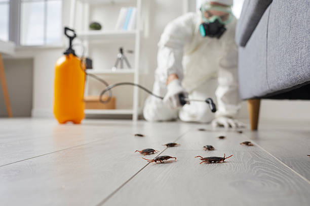 Commercial Rodent Management in Carpinteria